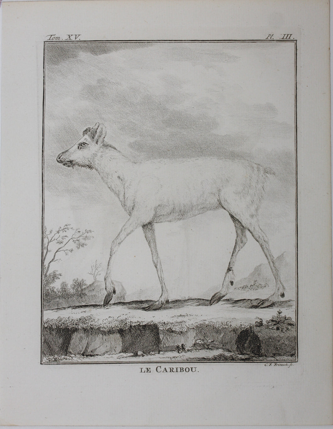 Le Caribou. Engraved by Christian Friedrich Fritzsch. 1771.