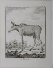 Load image into Gallery viewer, L&#39;Orignal. Engraved by Christian Friedrich Fritzsch. 1771.

