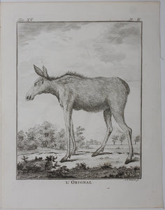 L'Orignal. Engraved by Christian Friedrich Fritzsch. 1771.