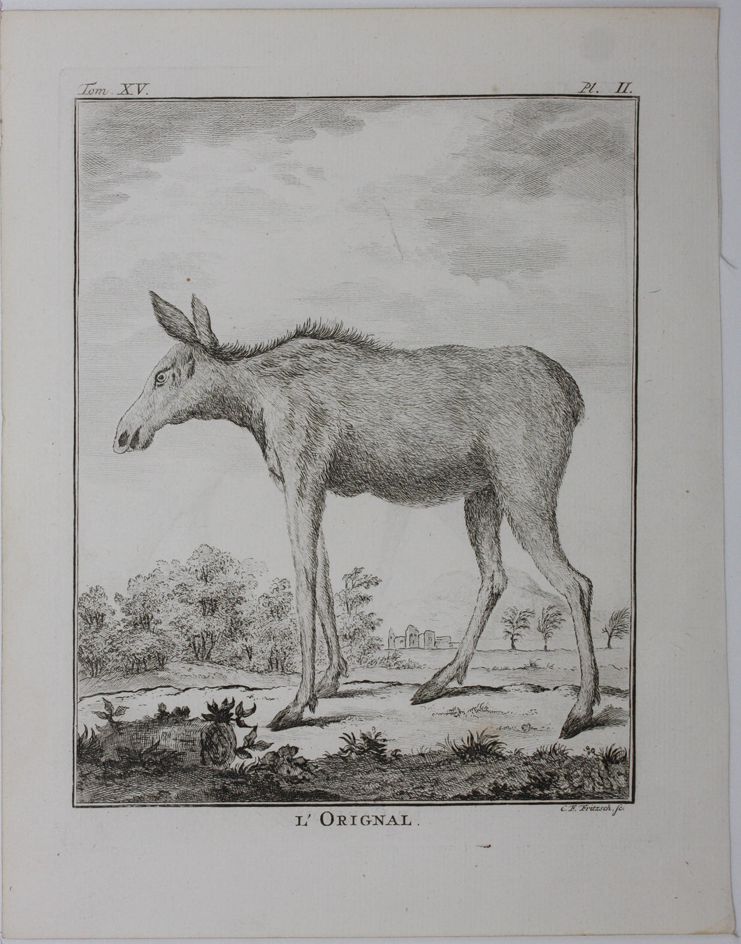 L'Orignal. Engraved by Christian Friedrich Fritzsch. 1771.