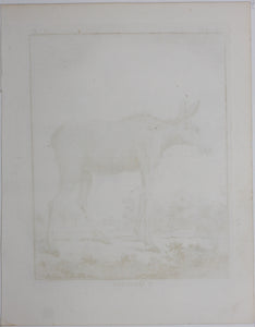 L'Orignal. Engraved by Christian Friedrich Fritzsch. 1771.