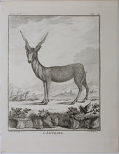 Load image into Gallery viewer, C. Ed., after. l&#39;Antilope. Engraved by Christian Friedrich Fritzsch. 1771.
