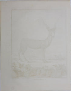 C. Ed., after. l'Antilope. Engraved by Christian Friedrich Fritzsch. 1771.