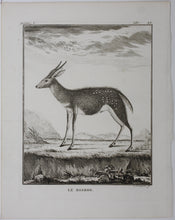 Load image into Gallery viewer, Le Bosbok. Engraved by Christian Friedrich Fritzsch. 1785.
