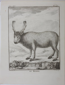 C[lément?]-P[ierre?]  [Marillier?], after. Le Renne. Engraved by Christian Friedrich Fritzsch. 1771.