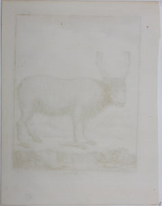 C[lément?]-P[ierre?]  [Marillier?], after. Le Renne. Engraved by Christian Friedrich Fritzsch. 1771.