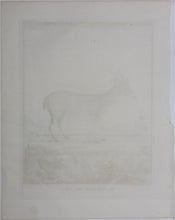 Load image into Gallery viewer, B[uvée?], after. Le Chevreuil des Indes. Engraved by Christian Friedrich Fritzsch. 1785.
