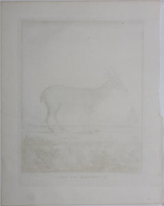 B[uvée?], after. Le Chevreuil des Indes. Engraved by Christian Friedrich Fritzsch. 1785.