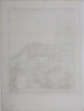 Load image into Gallery viewer, Jacques de Sève, after. La Civette. Engraved by Christian Friedrich Fritzsch. C. 1767.
