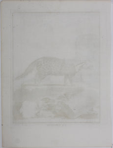 Jacques de Sève, after. La Civette. Engraved by Christian Friedrich Fritzsch. C. 1767.