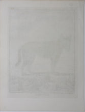 Load image into Gallery viewer, Jacques de Sève, after. Loup Noir. Engraved by Christian Friedrich Fritzsch. 1767.
