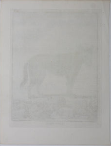 Jacques de Sève, after. Loup Noir. Engraved by Christian Friedrich Fritzsch. 1767.