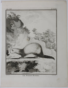 Jacques de Sève, after. Le Furet Putois. Engraved by Christian Friedrich Fritzsch. 1772.