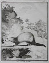 Load image into Gallery viewer, Jacques de Sève, after. Le Furet Putois. Engraved by Christian Friedrich Fritzsch. 1772.
