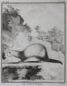Jacques de Sève, after. Le Furet Putois. Engraved by Christian Friedrich Fritzsch. 1772.