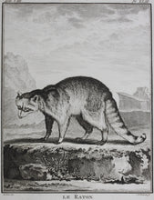 Load image into Gallery viewer, Jacques de Sève, after. Le Raton. Engraved by Christian Friedrich Fritzsch. 1772.
