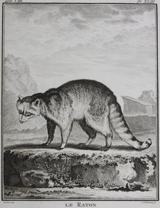 Jacques de Sève, after. Le Raton. Engraved by Christian Friedrich Fritzsch. 1772.