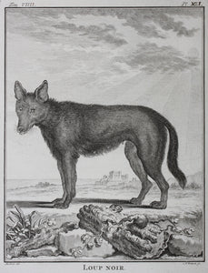 Jacques de Sève, after. Loup Noir. Engraved by Christian Friedrich Fritzsch. 1767.