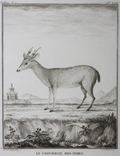 Load image into Gallery viewer, B[uvée?], after. Le Chevreuil des Indes. Engraved by Christian Friedrich Fritzsch. 1785.

