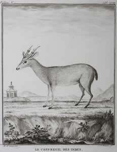 B[uvée?], after. Le Chevreuil des Indes. Engraved by Christian Friedrich Fritzsch. 1785.