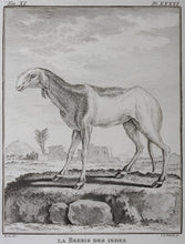 Load image into Gallery viewer, Buvée, after. La Brebis des Indes. Engraved by Christian Friedrich Fritzsch. 1769.
