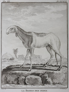 Buvée, after. La Brebis des Indes. Engraved by Christian Friedrich Fritzsch. 1769.