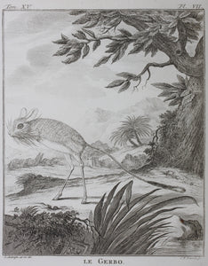 Jurriaan Andriessen, after. Le Gerbo. Engraved by Christian Friedrich Fritzsch. 1771.