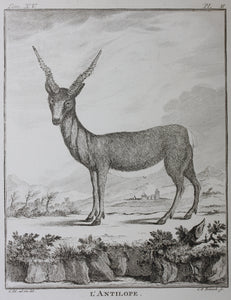 C. Ed., after. l'Antilope. Engraved by Christian Friedrich Fritzsch. 1771.