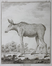 Load image into Gallery viewer, L&#39;Orignal. Engraved by Christian Friedrich Fritzsch. 1771.
