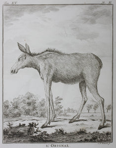 L'Orignal. Engraved by Christian Friedrich Fritzsch. 1771.