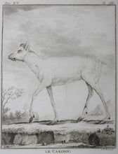 Load image into Gallery viewer, Le Caribou. Engraved by Christian Friedrich Fritzsch. 1771.
