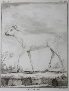 Le Caribou. Engraved by Christian Friedrich Fritzsch. 1771.