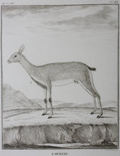 Load image into Gallery viewer, L&#39;Ourebi. Engraved by Christian Friedrich Fritzsch. 1785.
