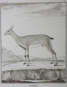 L'Ourebi. Engraved by Christian Friedrich Fritzsch. 1785.