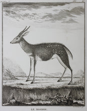 Load image into Gallery viewer, Le Bosbok. Engraved by Christian Friedrich Fritzsch. 1785.
