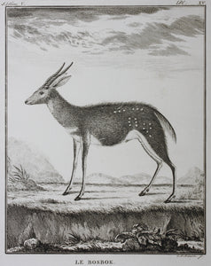 Le Bosbok. Engraved by Christian Friedrich Fritzsch. 1785.