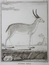 Load image into Gallery viewer, Ritbok Male. Engraved by William Tringham. 1785.
