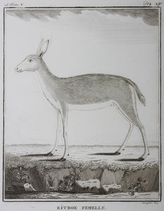 Ritbok Femelle. Engraved by William Tringham. 1785.