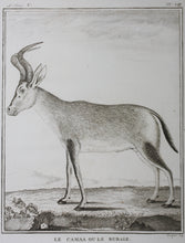 Load image into Gallery viewer, Le Camaa ou le Bubale. Engraved by William Tringham. 1785.
