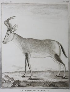 Le Camaa ou le Bubale. Engraved by William Tringham. 1785.