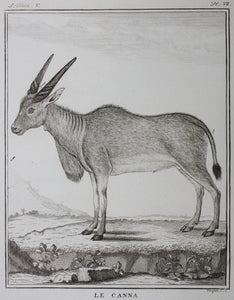 Le Canna. Engraved by William Tringham. 1785.