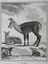 Load image into Gallery viewer, Le Musc. Engraved by O. de Vries. 1785.
