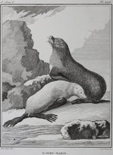 Load image into Gallery viewer, Jacques de Sève, after. L&#39;Ours-Marin. Engraved by O. de Vries. 1785.
