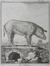 Load image into Gallery viewer, Jacques de Sève, after. Le Verrat. Engraved by Christian Friedrich Fritzsch. 1766.
