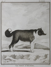Load image into Gallery viewer, Jacques de Sève, after. Le Chien d&#39;Islande. Engraved by Christian Friedrich Fritzsch. 1766.
