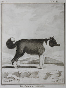 Jacques de Sève, after. Le Chien d'Islande. Engraved by Christian Friedrich Fritzsch. 1766.