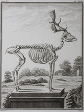 Load image into Gallery viewer, Buvée, after. [Du Daim, squelette]. Engraved by Christian Friedrich Fritzsch. C. 1766.
