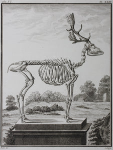 Buvée, after. [Du Daim, squelette]. Engraved by Christian Friedrich Fritzsch. C. 1766.