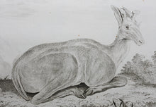 Load image into Gallery viewer, Buvée, after. L&#39;Elan. Engraved by Christian Friedrich Fritzsch. 1769.
