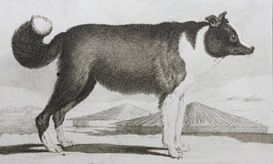 Jacques de Sève, after. Le Chien d'Islande. Engraved by Christian Friedrich Fritzsch. 1766.